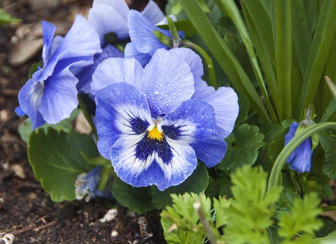 What’s the difference between a pansy and a viola? Pansies have four petals pointing upward and one pointing downward. Violas have two petals pointing upward and three petals pointing down. Violas are generally also smaller.