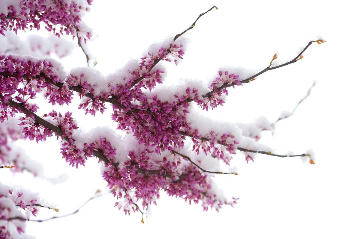 The pink blossoms of a red bud tree were blanketed in snow Tuesday, April 20, in Lenexa, Kansas. A hard freeze is predicted for Wednesday morning in the Kansas City area.