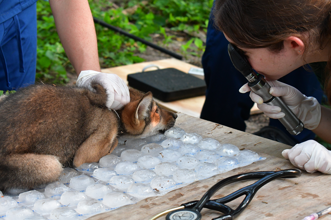 A red wolf pup during a June 2024 health checkup at the Saint Louis Zoo Sears Lehmann, Jr. Wildlife Reserve.