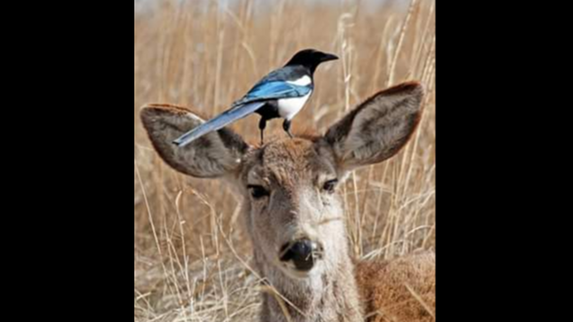 Why do birds sit on the heads of deer? They’re looking for a good meal, experts say