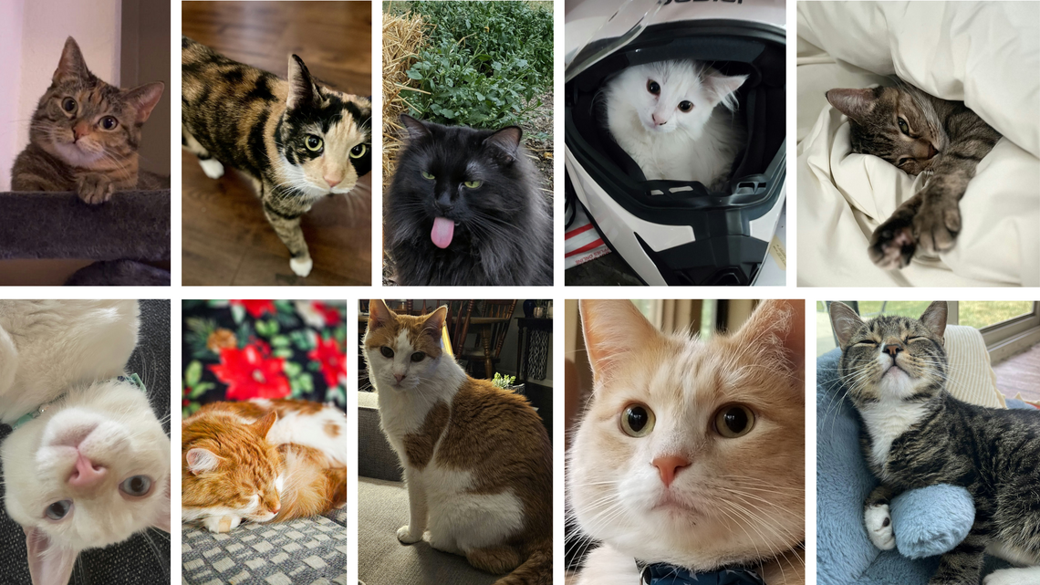 These are Kansas City’s 10 cutest cats, Star readers say. But who will be No. 1?