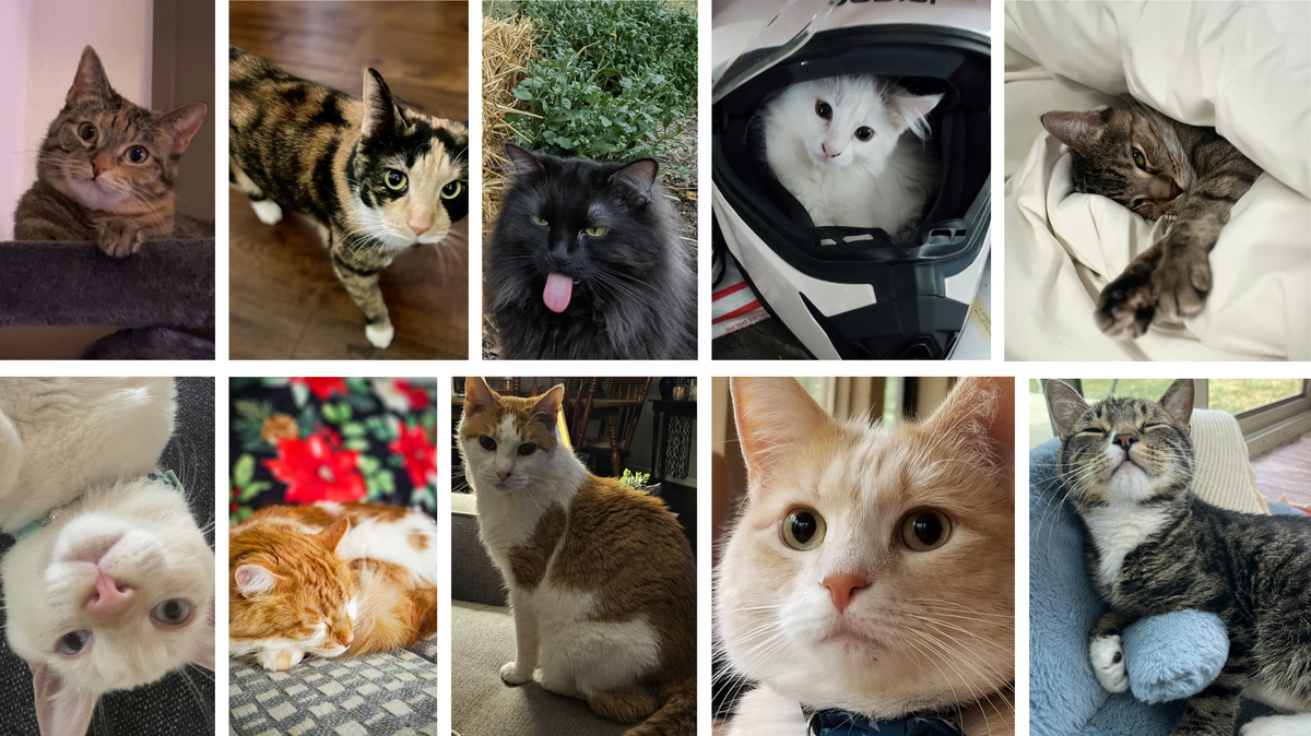 Star cat contest: Vote for Kansas City’s cutest feline | Kansas City Star
