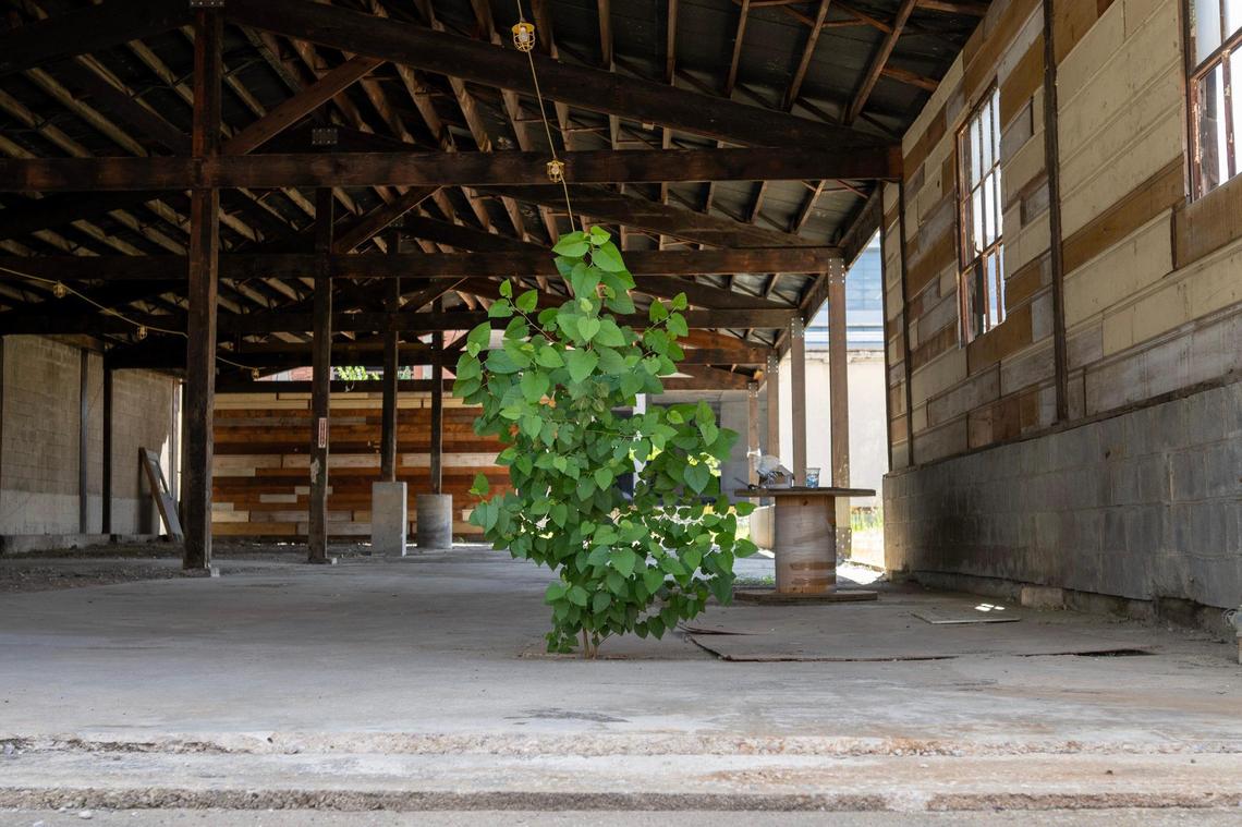 A weed tree grows through the concrete inside the former Pennway Oil Building at Pennway Point. The building, with its wood-barreled roof, is to planned to become Barrel Hall featuring a Boulevard Brewery bar and tasting experience, a Chef J. BBQ, a whiskey bar and Würstl (a Viennese sausage stand).