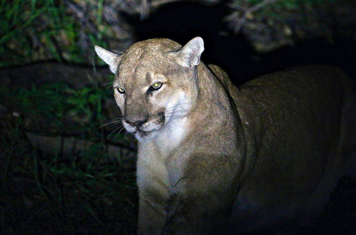 A male mountain lion was found dead after a car crash in eastern Nebraska. That is not the mountain lion pictured.