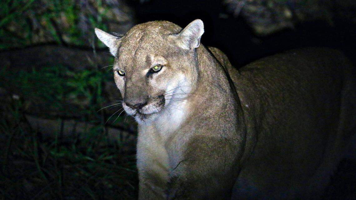 A male mountain lion was found dead after a car crash in eastern Nebraska. That is not the mountain lion pictured. 
