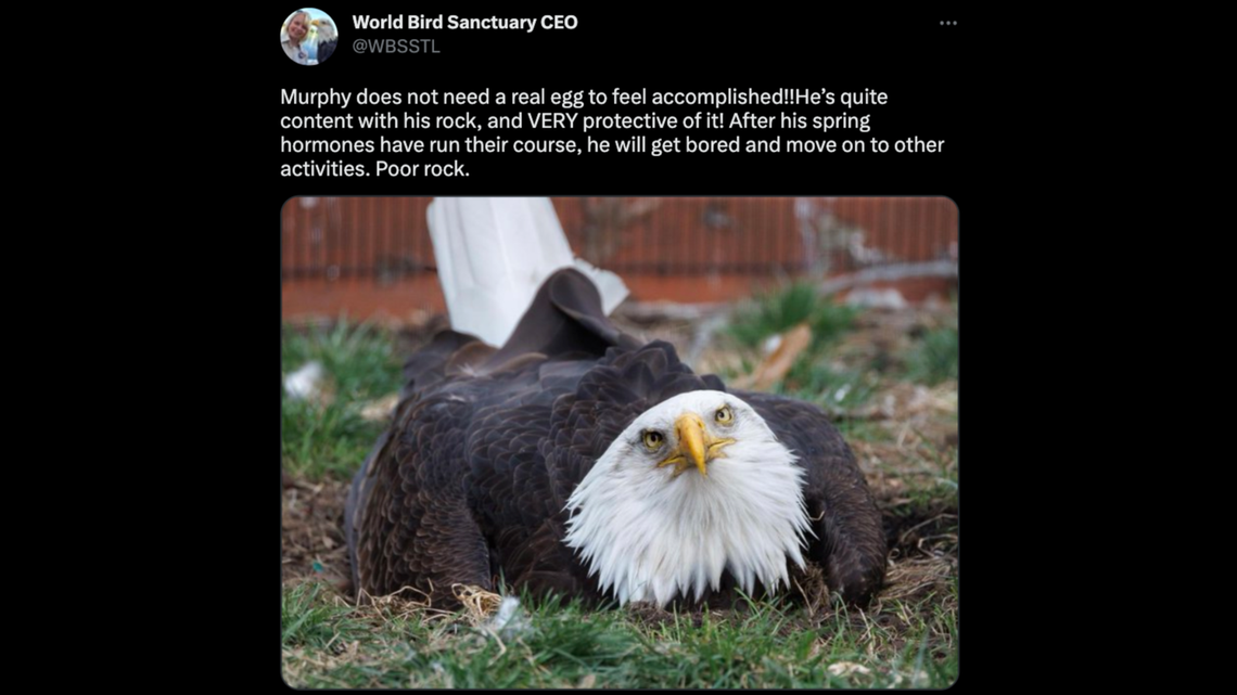 Murphy, a male bald eagle at the World Bird Sanctuary in Valley Park, Missouri, is incubating a rock thinking it’s an egg.