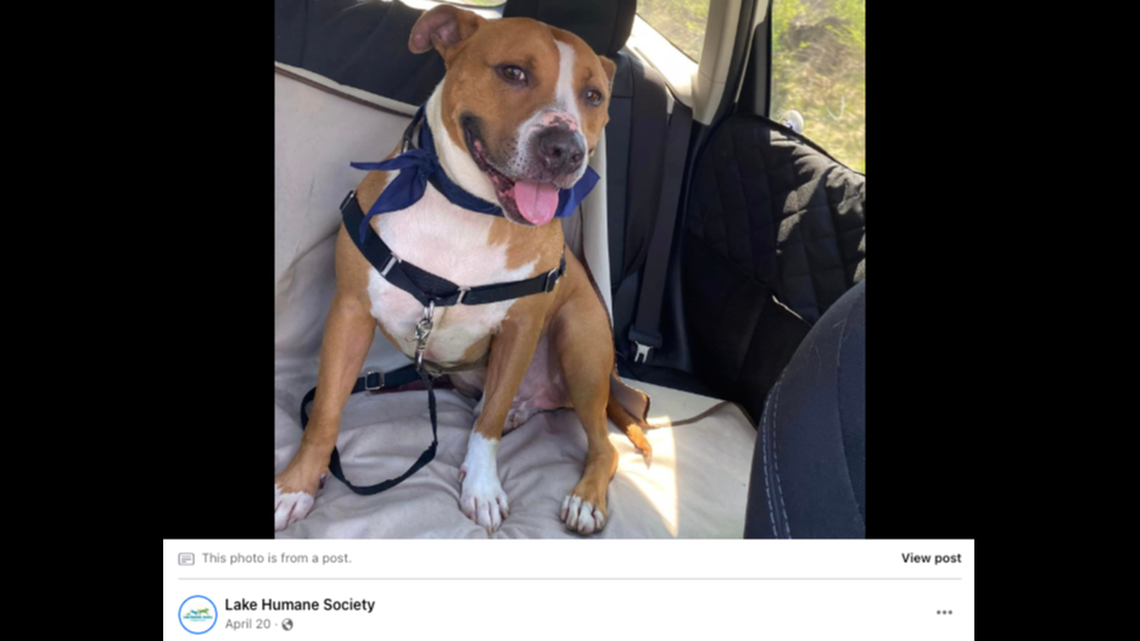 A dog named Hershel spent five years at an Ohio humane society before recently being adopted.