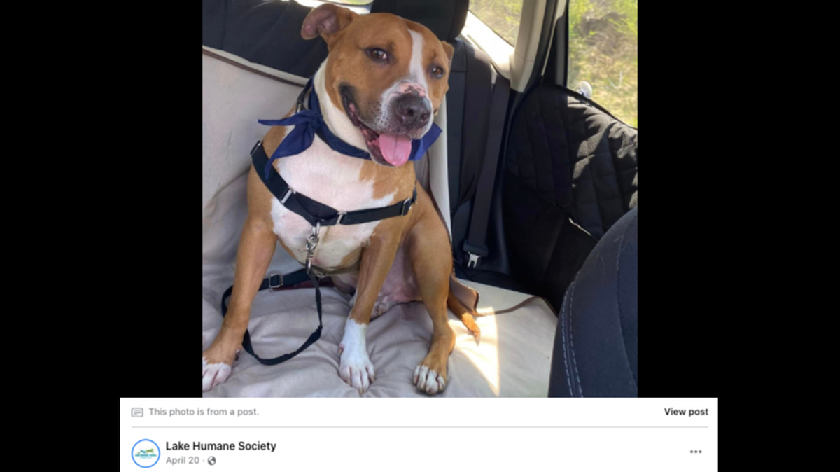 A dog named Hershel spent five years at an Ohio humane society before recently being adopted.