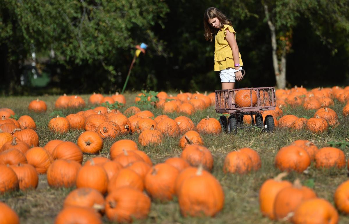 Sammi Hallenbeck, 9, of Olathe, pondered her choice of pumpkins on Friday, Oct. 8, 2021, during a visit to KC Pumpkin Patch, 13875 S. Gardner Rd., in Olathe, Kansas.