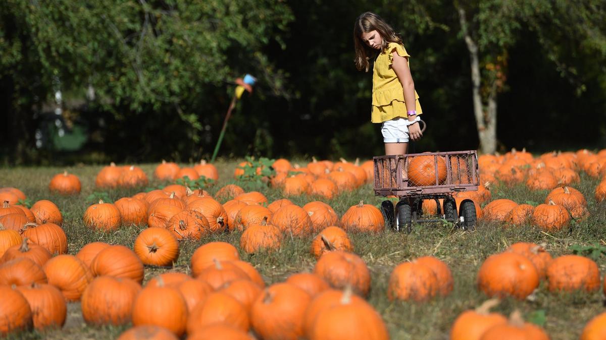 Sammi Hallenbeck, 9, of Olathe, pondered her choice of pumpkins on Friday, Oct. 8, 2021, during a visit to KC Pumpkin Patch, 13875 S. Gardner Rd., in Olathe, Kansas.