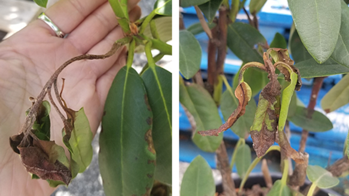 Plants with Sudden Oak Death, showing leaf spot, dieback and wilting.