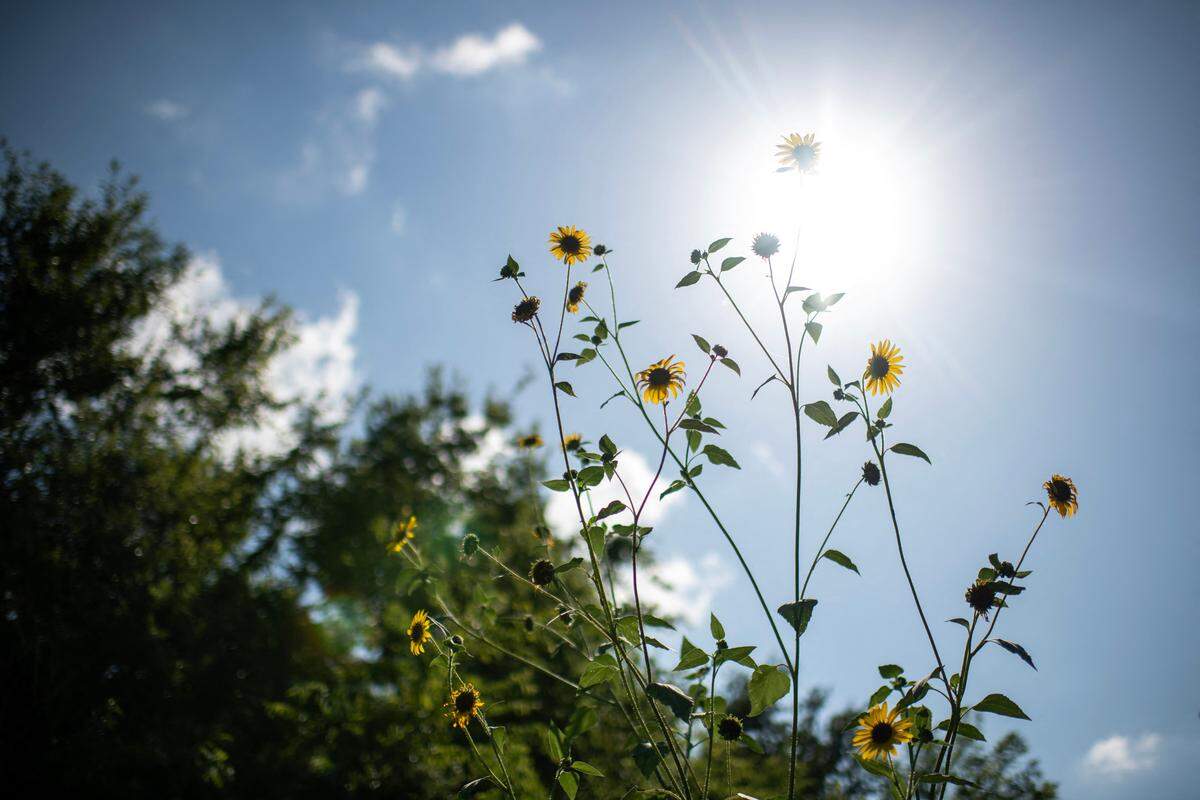 Sunflowers growing.