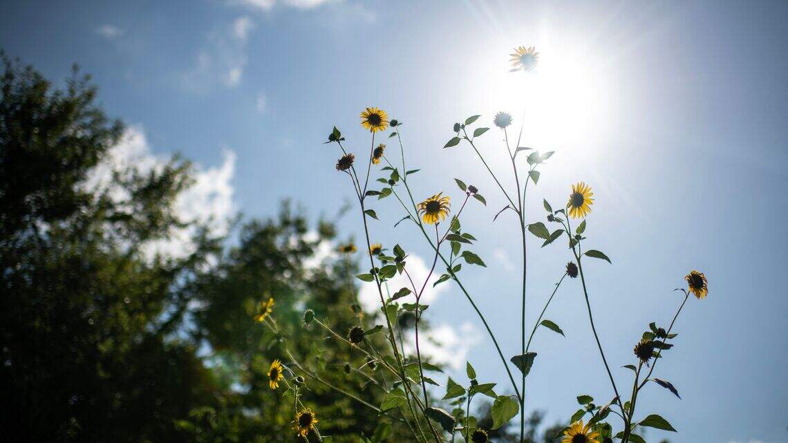 The Best Heat-Loving Plants That Stay Green, Full, and Beautiful Even in Intense Summer Heat