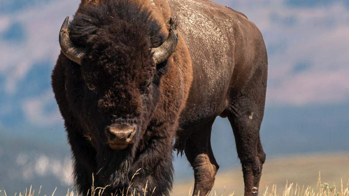 File photo of a bison. National Park Service authorities said a woman visiting Theodore Roosevelt National Park was injured by a bison.