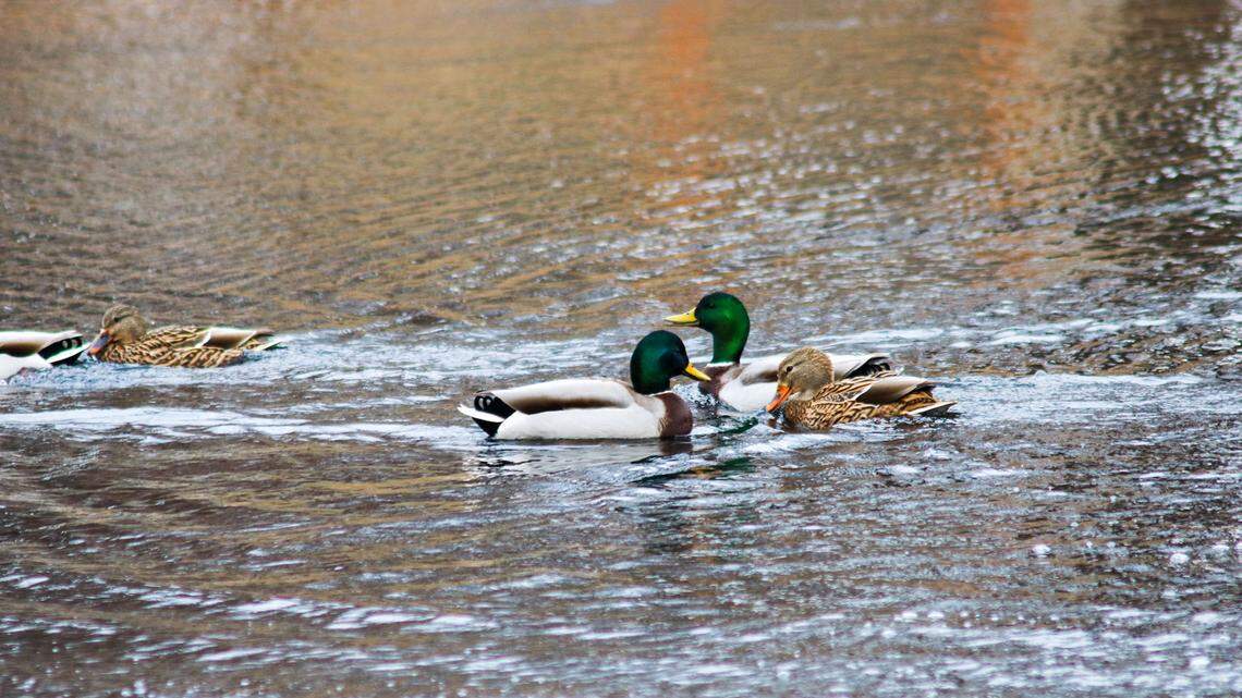 A group of ducks swim at Rose’s Pond in Lenexa Dec. 10, 2025. Bird flu has been causing water fowl, particularly snow geese, to die this year around the Kansas City metro, according to officials.