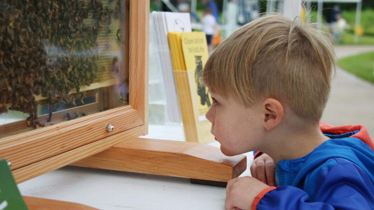 During the Pollinator Prairie event, Ezra Shamet, 3, checks out some bees as they work in a hive.