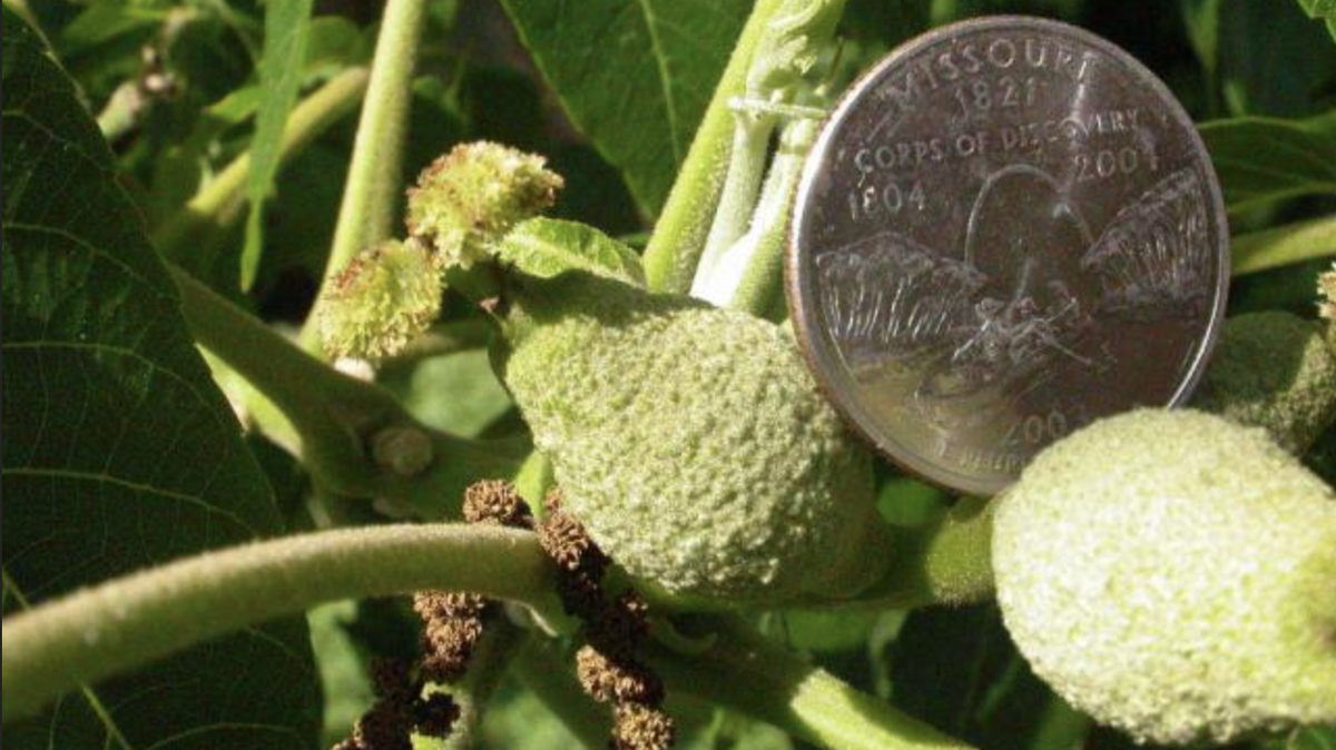 A Missouri quarter sits on top of black walnuts growing in a tree.