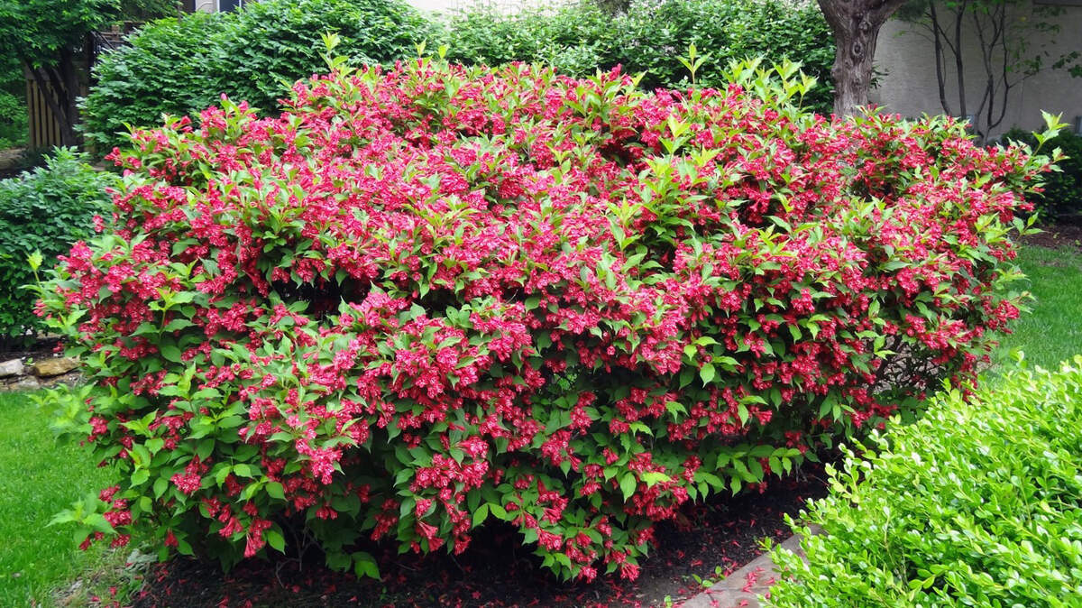 Proper pruning can lead to lush and beautiful plants, like this Weigela.