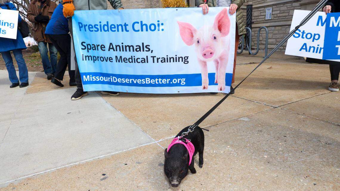 A pet pig is seen at a 2023 protest organized by the Physician’s Committee for Responsible Medicine on the University of Missouri’s main campus in Columbia. The group opposes the medical school’s use of live pigs to train emergency medicine residents.