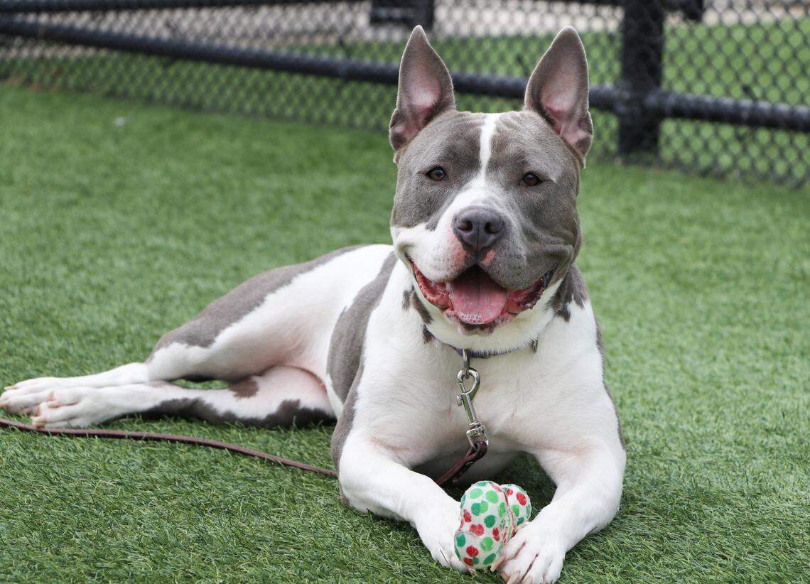 Florence Pugh is available for adoption at KCPP.