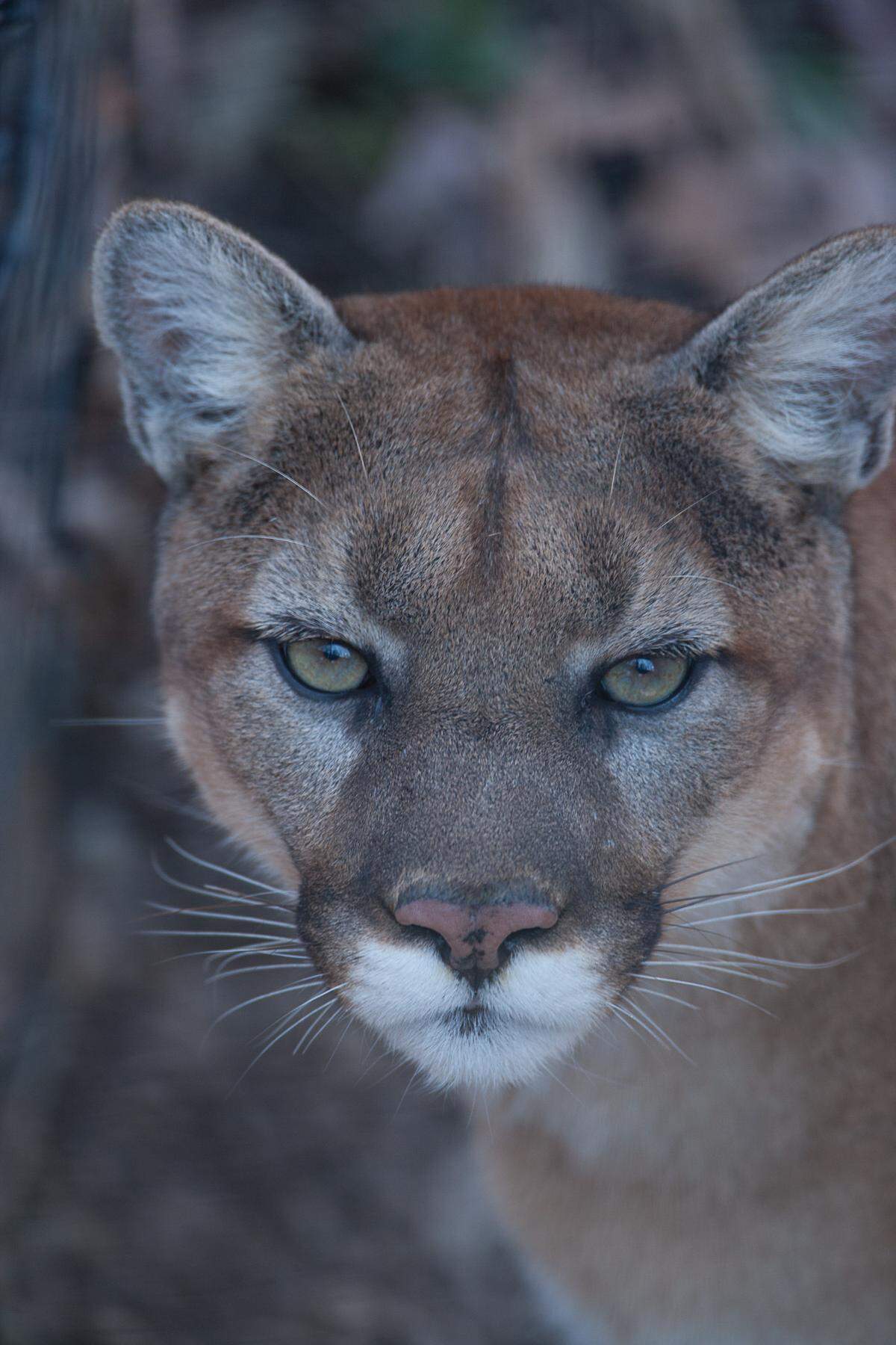 Mountain lions are reclusive, nearly silent and primarily nocturnal, but since the ‘90s, there have been thousands of reported sightings in Missouri. Only 72 sightings have been officially confirmed because of a high standard of evidence required by the Missouri Department of Conservation.