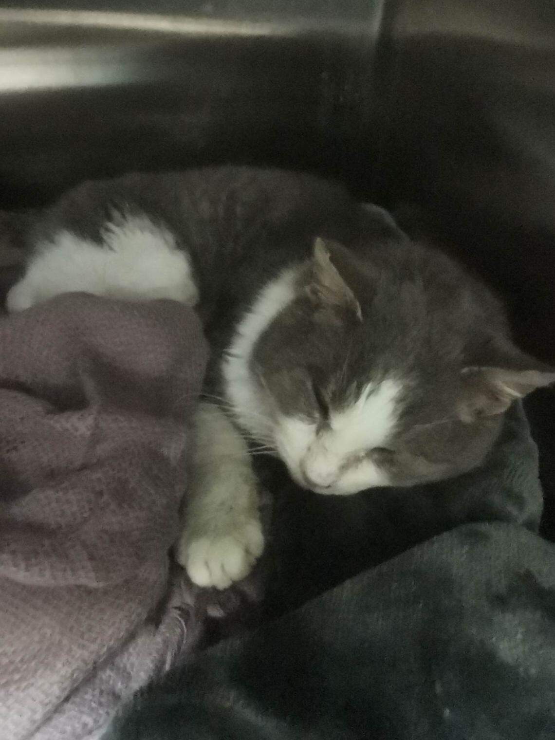 Elliot resting after receiving treatment.