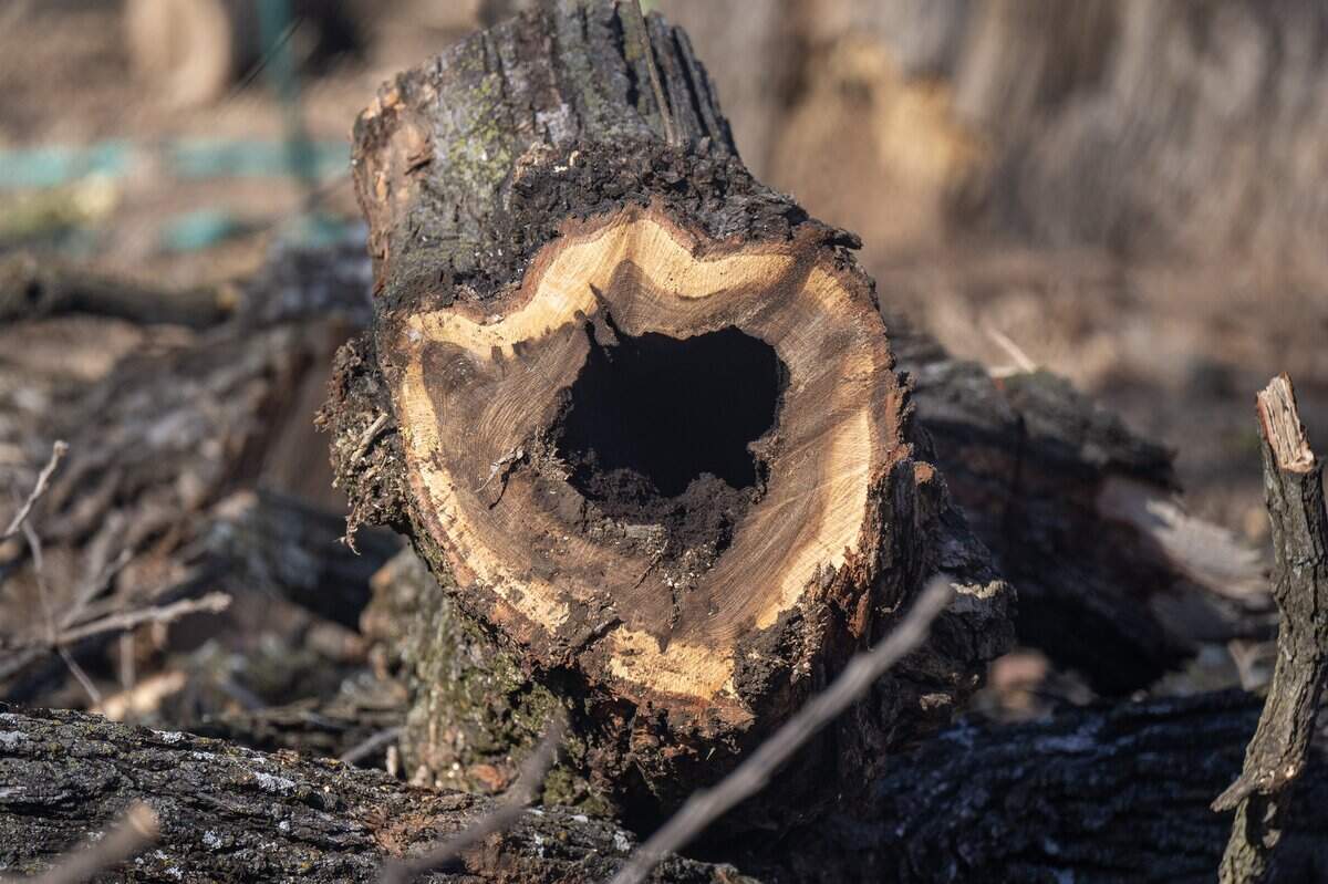 A hollowed area and growth rings are visible on a cut section of a 250-year-old bur oak tree during its removal on Wednesday, Jan. 14, 2026, in the Northeast neighborhood of Kansas City.