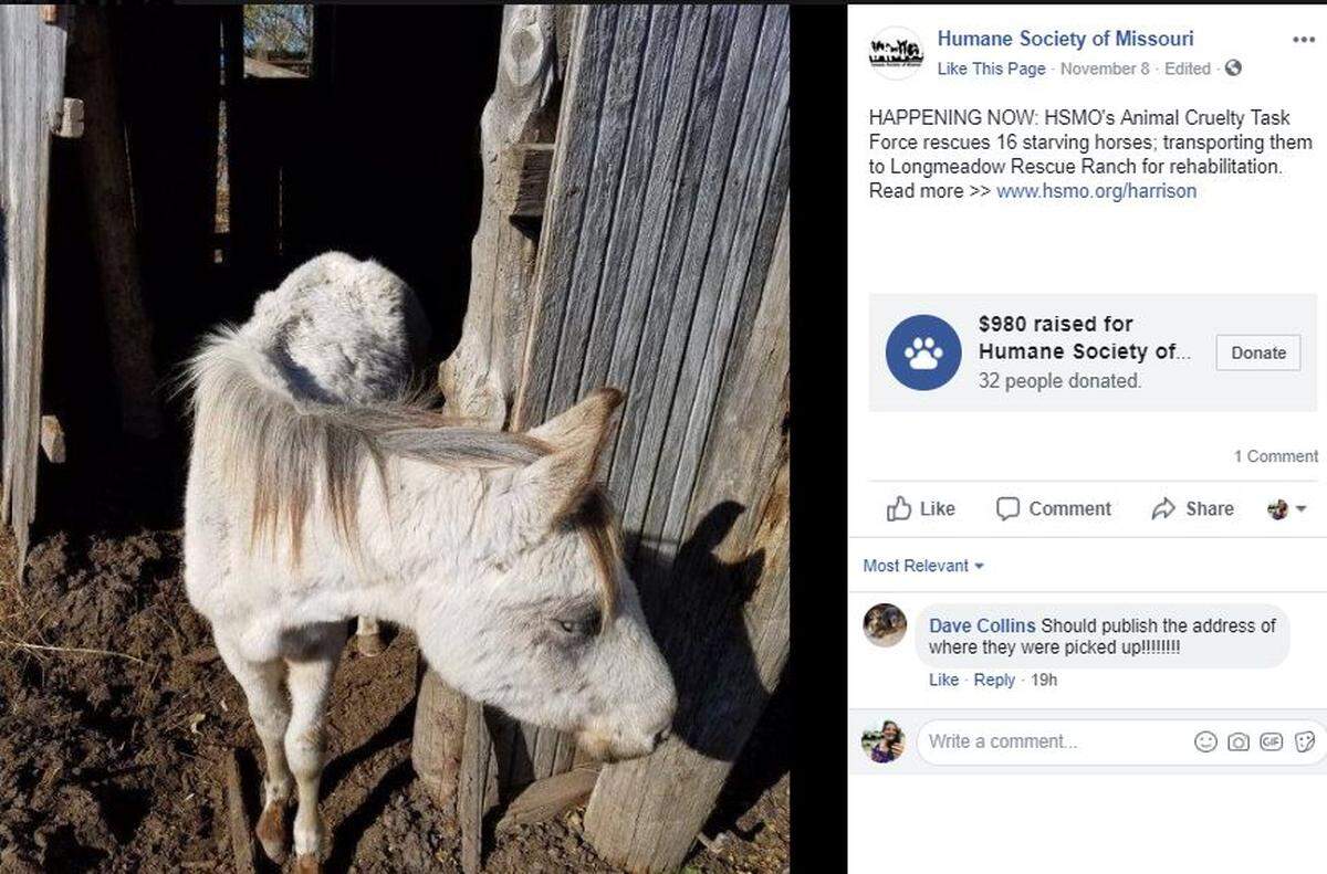 The Humane Society of Missouri Animal Cruelty Task Force announced this week that it rescued 16 severely malnourished horses from a Harrison County property.