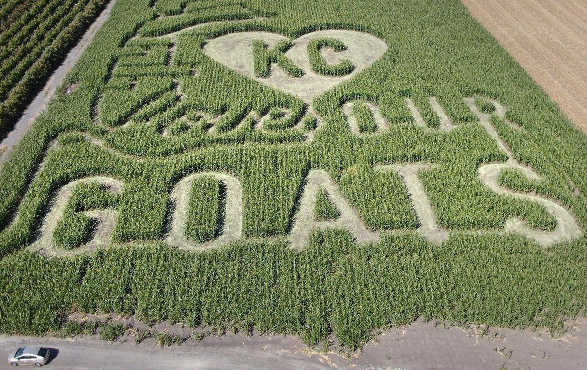 A section of a corn maze cut by Rob Stouffer of Precision Mazes of Lee’s Summit features a heart and KC and a message ‘Love Our Goats,’as part of the design which is a tribute to the Kansas City Chiefs. The maze is located at Johnson Farms Plants and Pumpkins in Belton, Missouri.