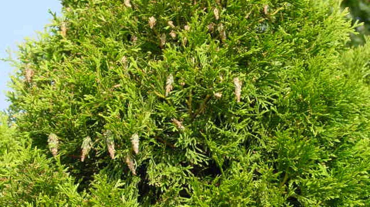 This poor arborvitae is riddled with bagworms.