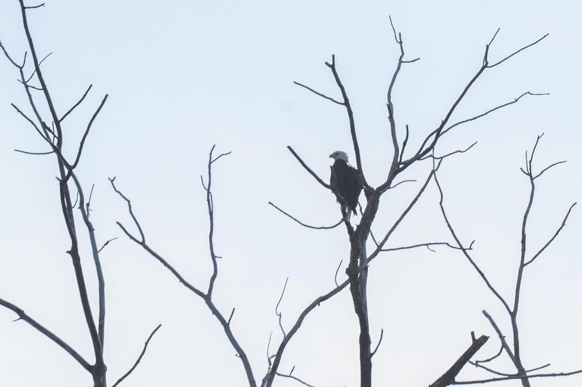 A bald eagle watched the cleanup efforts Saturday along the Missouri River.