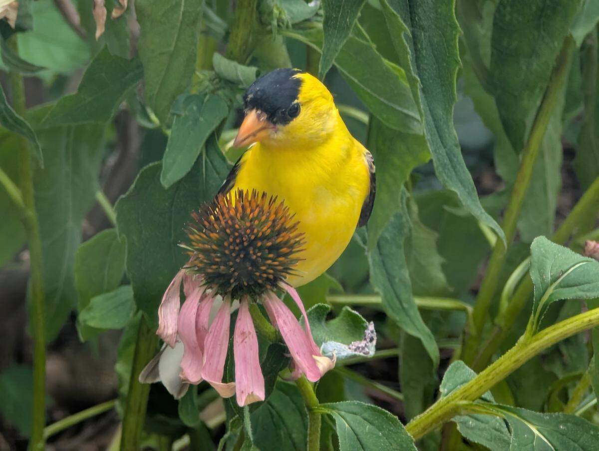 A goldfinch perches on a coneflower in a Johnson County garden.