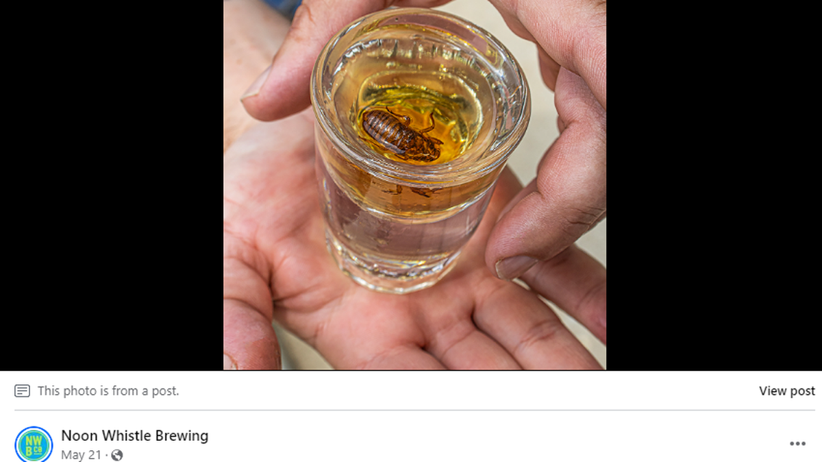 A bar near Chicago was cited for serving shots of Jepsons Malört infused with cicadas, Illinois officials said.