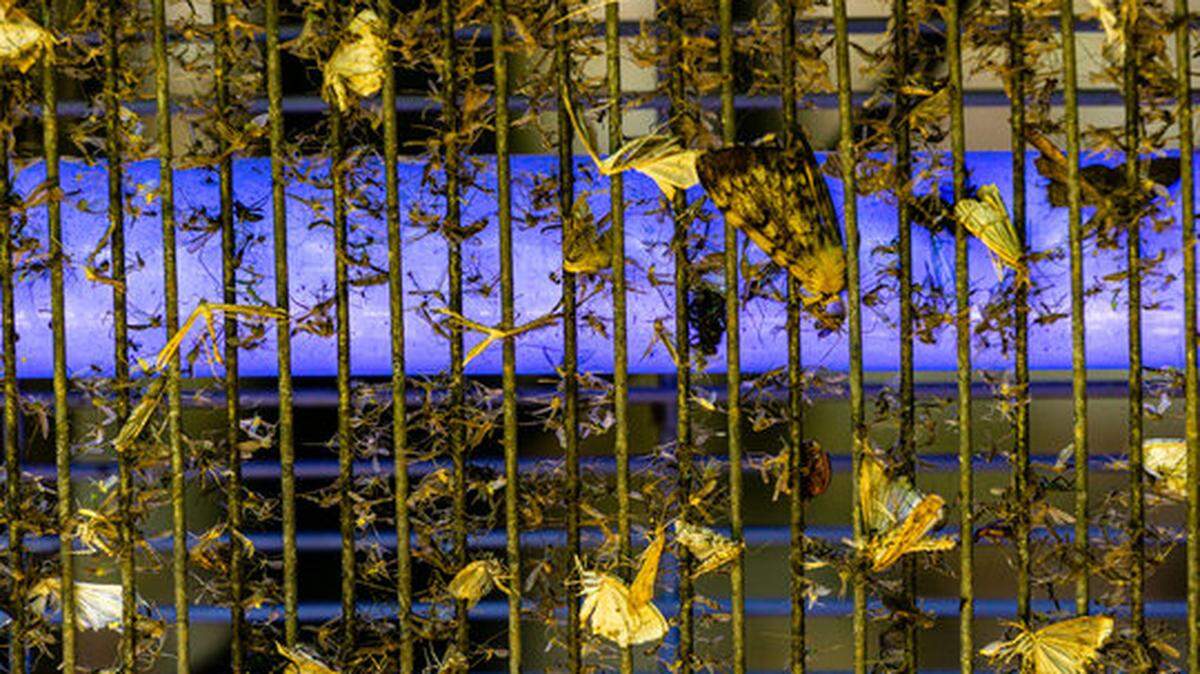 Helpful bugs like moths are more likely to be drawn into the bug zapper than pesky mosquitoes.