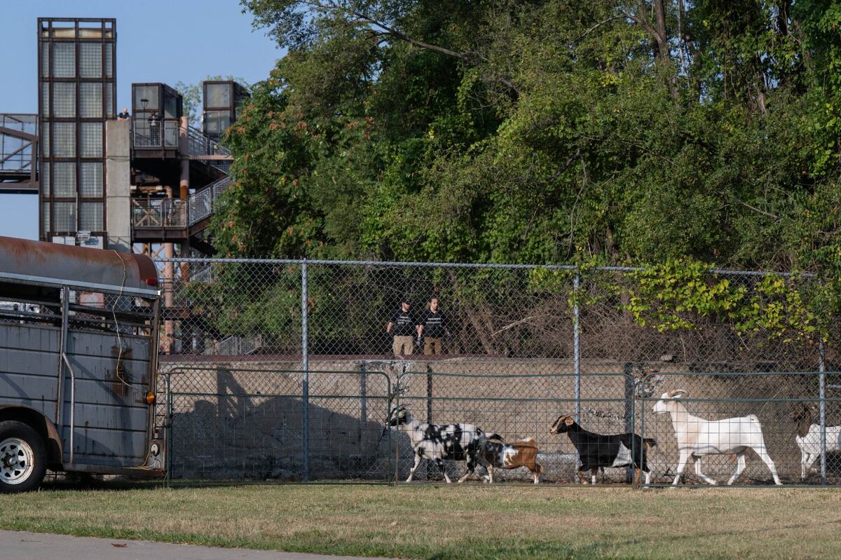 KC Pet Project’s Animal Services Division work Wednesday to wrangle goats that have been roaming wild in Riverfront Park in Kansas City.