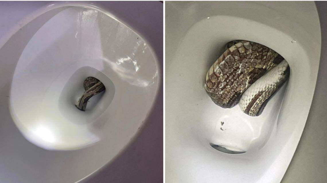 This snake was found in an Alabama home toilet, authorities said. 