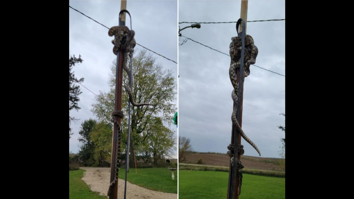 A water well worker in Iowa discovered a bundle of slithering snakes while performing maintenance.