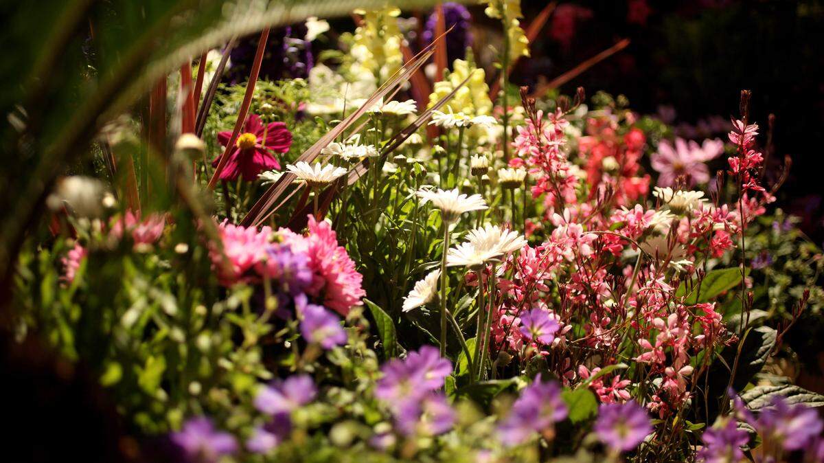a garden of flowers