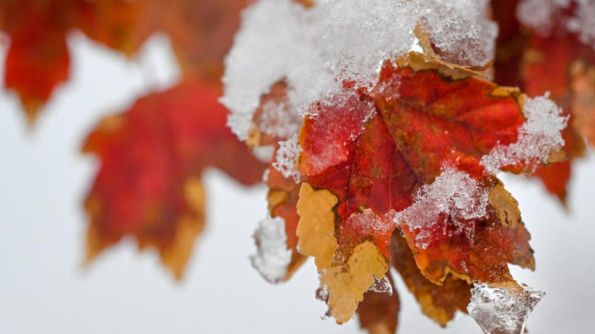 The red leaves of a maple tree were blanketed in snow on Tuesday, Nov. 15, 2022, in western Lenexa, Kanas, after a winter storm moved through the region. The first official day of winter is December 21.