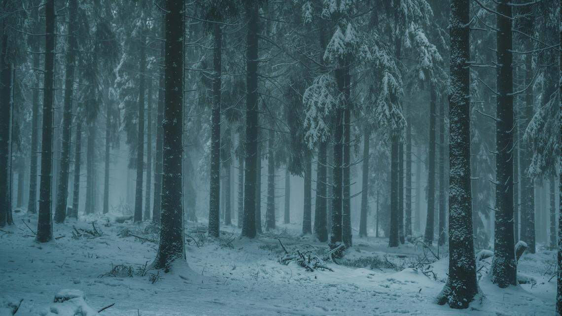 A rare cat native to the snowy forests of eastern Russia gave birth to two cubs at an Illinois zoo.