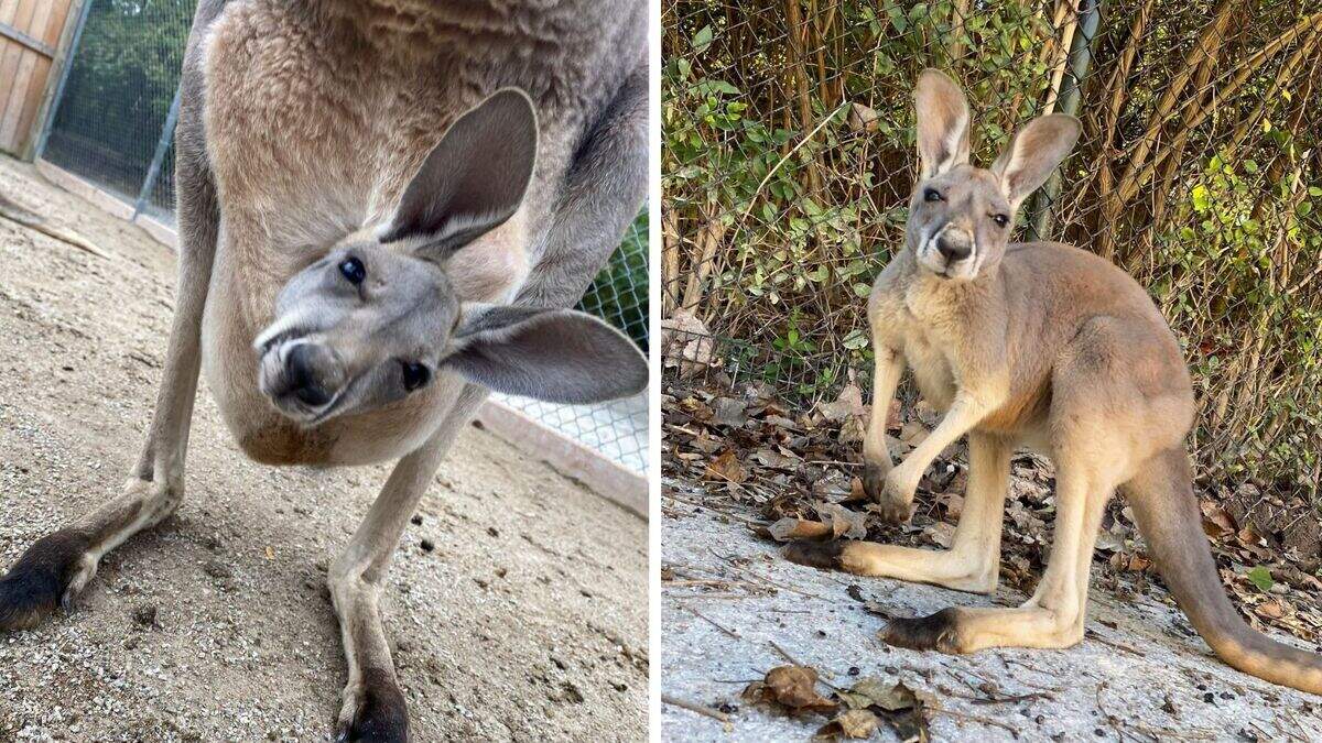 KC Zoo celebrates birth of two red kangaroos. Meet joeys Irwin and Lew