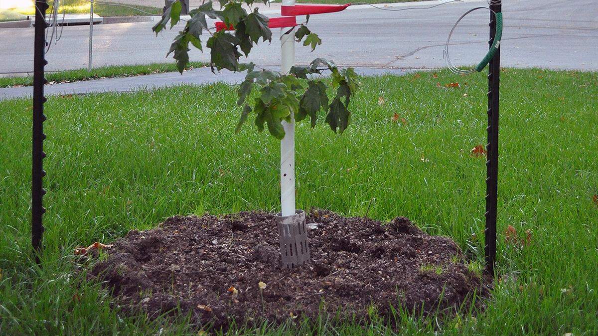 In fall, it’s all about the root growth, not the top growth for trees.