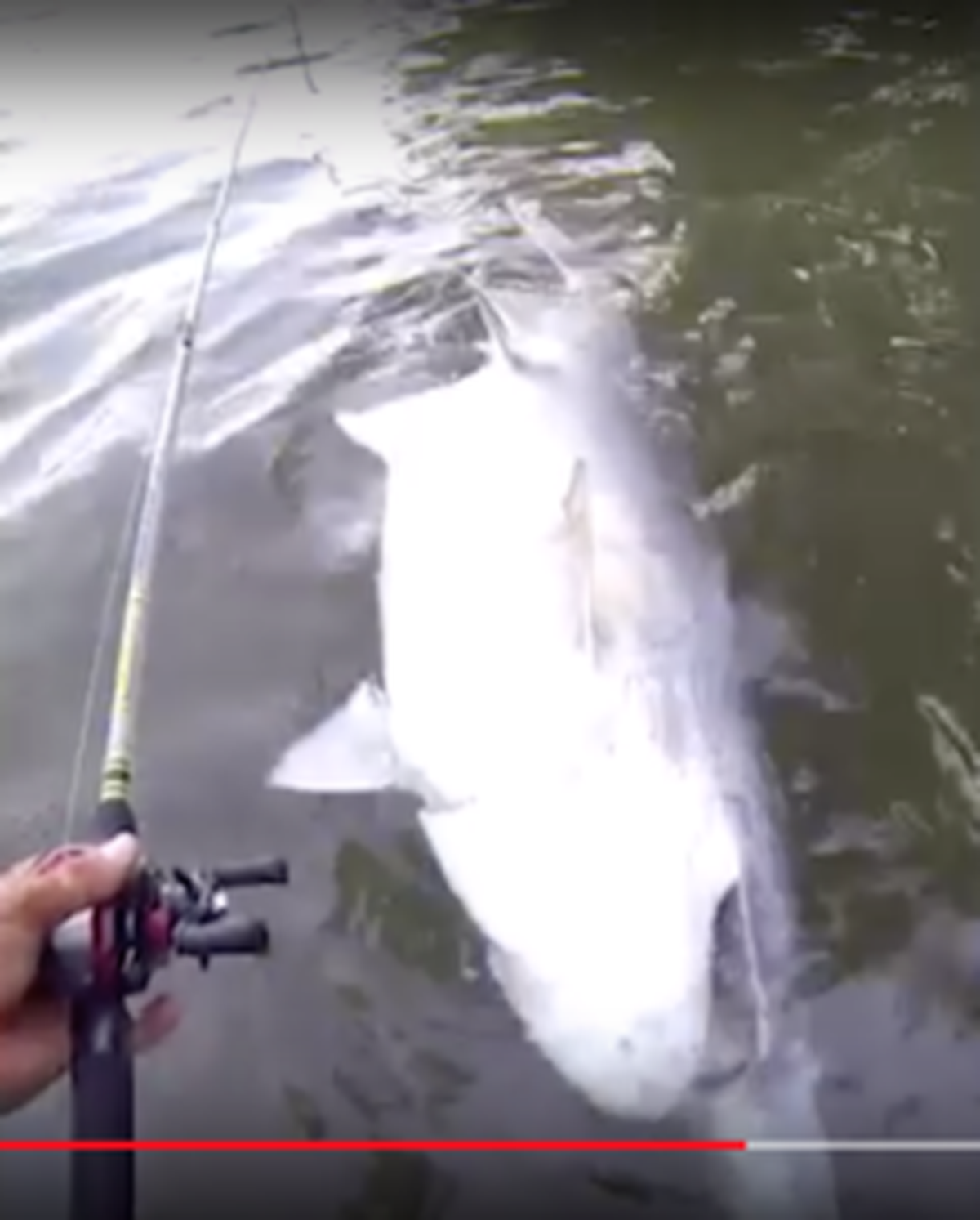 A GoPro screengrab showing a closeup of the giant spoonbill.