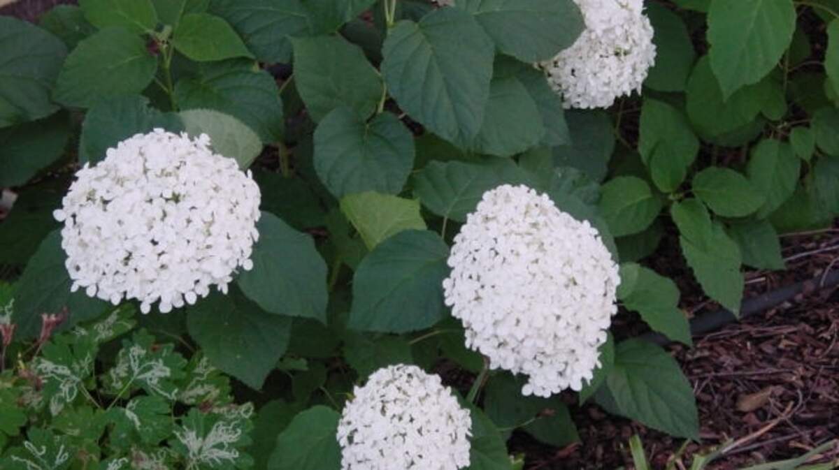 Annabelle hydrangea blooming in the summer months.