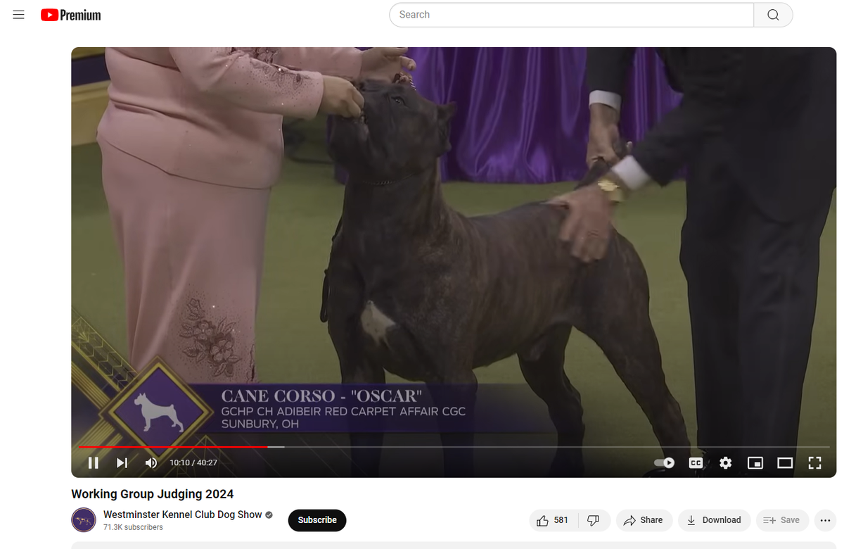Oscar, an award-winning Cane Corso, earned the title Best in Breed during the Westminster Kennel Club’s 2024 dog show in New York. He appeared in the competition of Working Group dogs but did not advance to Best in Show, the top title.