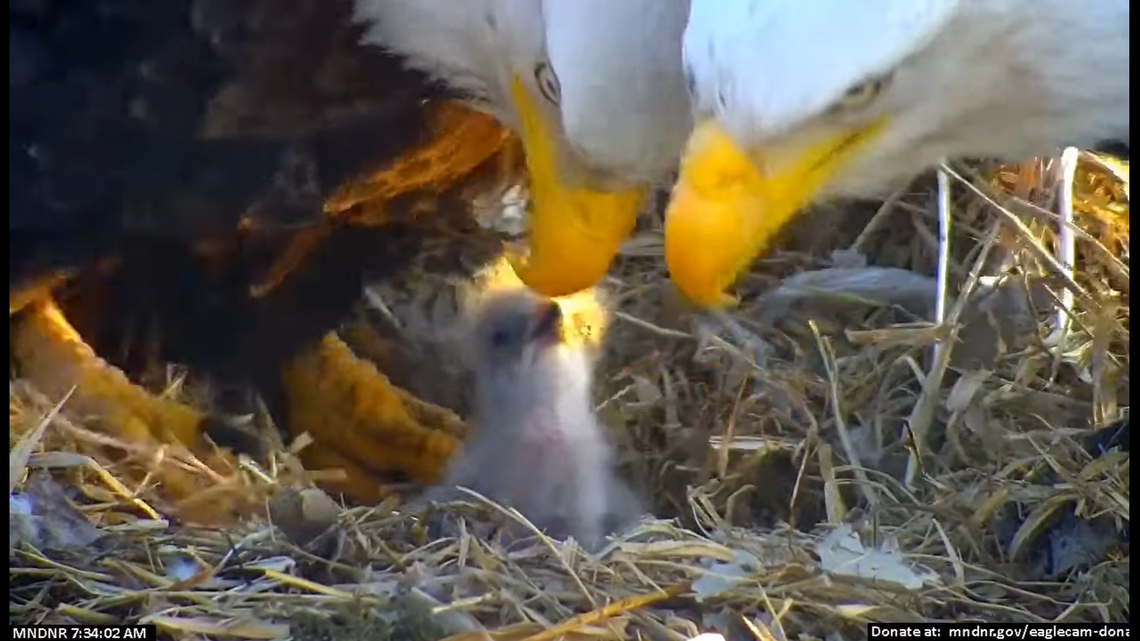 A pair of bald eagles welcomed a new chick to the world after losing an egg weeks earlier, Minnesota video shows.