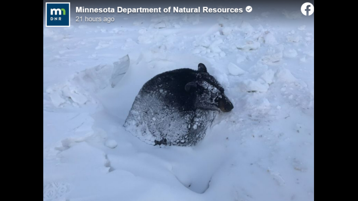 Wildlife officials in Minnesota freed a black bear that became stuck in deep snow and ice while hibernating.