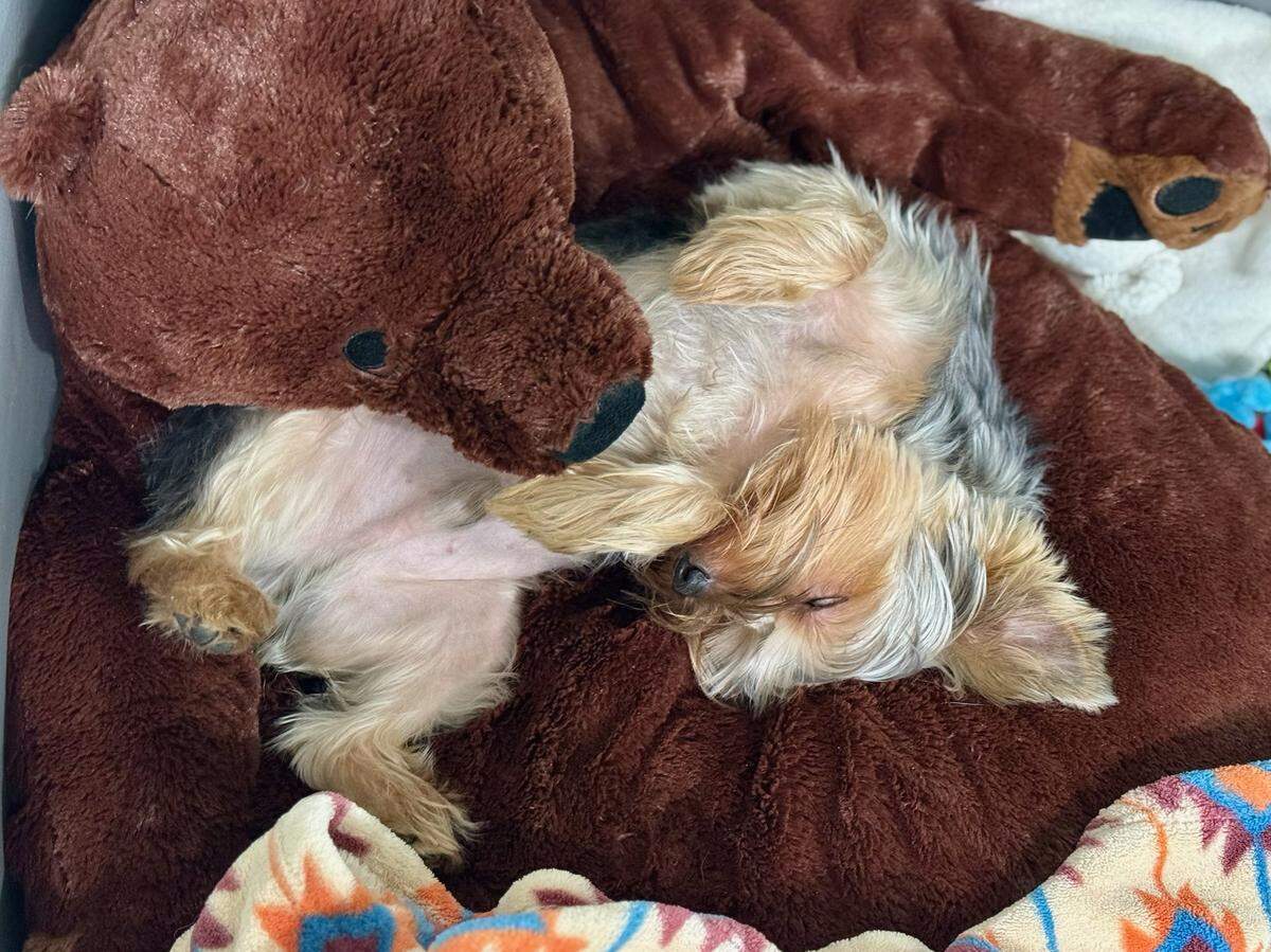 A bear meant for one of the Jarvis grandchildren became a go-to bed for Teddy.