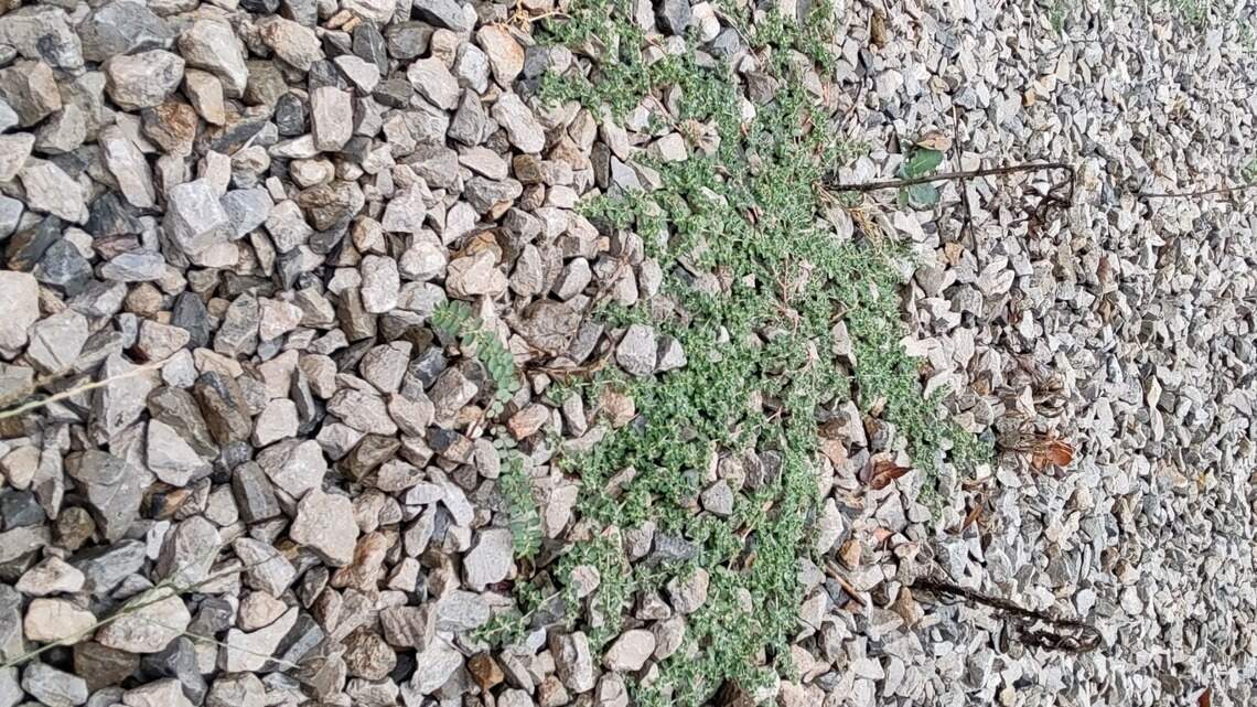 It seems like a simple solution. But over time, here’s why rock mulch is problematic