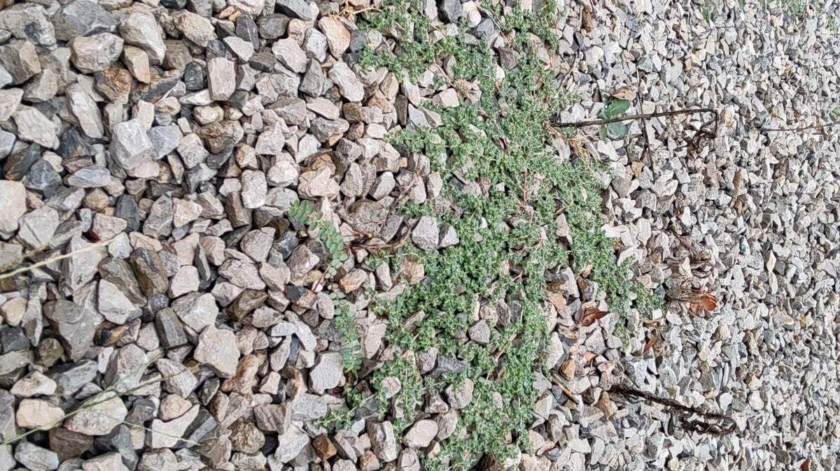 Rock mulch contributes to the heat island effect as it reflects and absorbs heat.